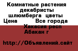 Комнатные растения, декабристы (шлюмберга) цветы › Цена ­ 300 - Все города  »    . Хакасия респ.,Абакан г.